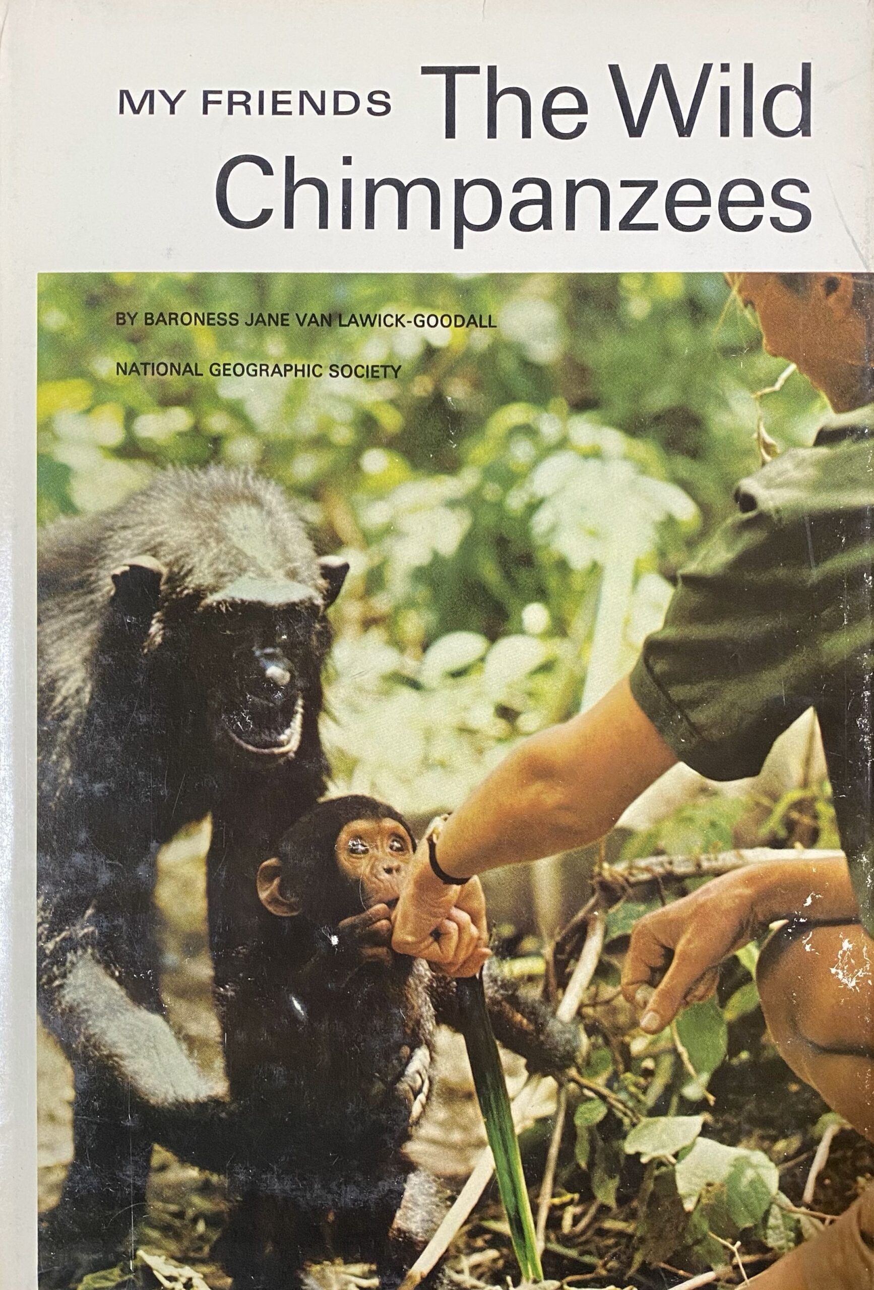 Link to My friends, the wild chimpanzees by Baroness Jane van Lawick-Goodall
